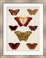 Butterflies Displayed I Fine Art Print