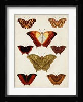 Butterflies Displayed I Fine Art Print