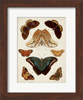 Butterflies Displayed II Fine Art Print