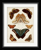 Butterflies Displayed II Fine Art Print