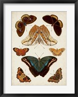 Butterflies Displayed II Fine Art Print