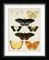 Butterflies Displayed III Fine Art Print
