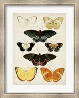 Butterflies Displayed III Fine Art Print