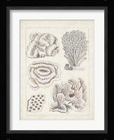 Antique White Coral I Framed Print