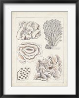 Antique White Coral I Framed Print