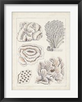 Antique White Coral I Framed Print