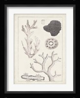 Antique White Coral II Framed Print