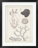 Antique White Coral II Framed Print
