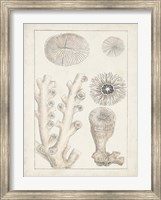 Antique White Coral III Fine Art Print