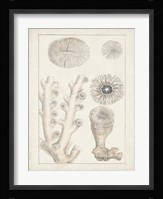 Antique White Coral III Fine Art Print