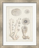 Antique White Coral III Fine Art Print