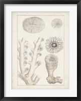 Antique White Coral III Framed Print
