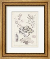 Antique White Coral IV Fine Art Print