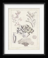 Antique White Coral IV Framed Print
