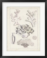Antique White Coral IV Framed Print