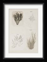 Coral Collage I Fine Art Print