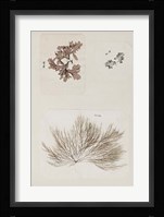 Coral Collage II Fine Art Print