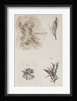 Coral Collage III Fine Art Print