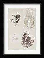 Coral Collage IV Fine Art Print