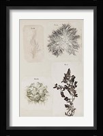 Coral Collage V Fine Art Print