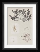 Coral Collage VI Fine Art Print