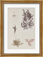 Coral Collage VII Fine Art Print