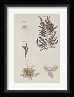 Coral Collage VII Fine Art Print