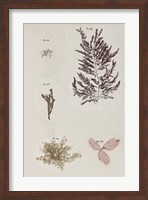 Coral Collage VII Fine Art Print