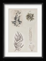 Coral Collage VIII Fine Art Print