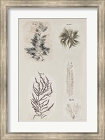 Coral Collage VIII Fine Art Print