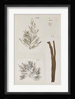 Coral Collage IX Fine Art Print