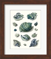 Celadon Shells II Fine Art Print