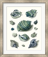 Celadon Shells II Fine Art Print