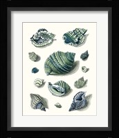Celadon Shells II Fine Art Print