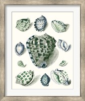 Celadon Shells III Fine Art Print