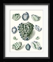 Celadon Shells III Fine Art Print
