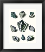 Celadon Shells IV Fine Art Print