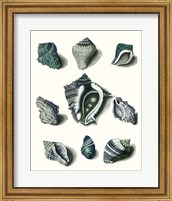 Celadon Shells IV Fine Art Print
