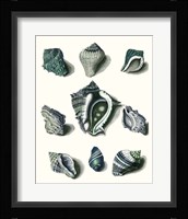 Celadon Shells IV Fine Art Print