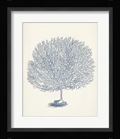 Antique Coral Collection I Framed Print