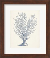 Antique Coral Collection II Fine Art Print