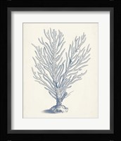 Antique Coral Collection II Framed Print