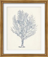 Antique Coral Collection III Fine Art Print