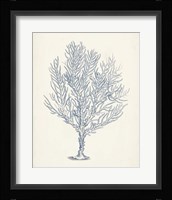 Antique Coral Collection III Framed Print