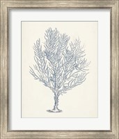 Antique Coral Collection III Fine Art Print