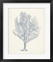 Antique Coral Collection III Fine Art Print