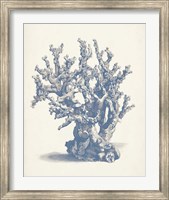 Antique Coral Collection V Fine Art Print