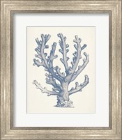 Antique Coral Collection VI Fine Art Print