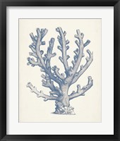 Antique Coral Collection VI Fine Art Print