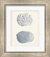 Antique Coral Collection VII Fine Art Print